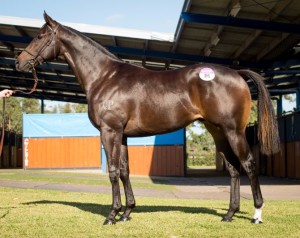 Lot 86, Perfectly Ready x Plan The Peace, Colt, Richard Anderson-20