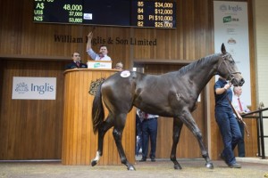 Our Perfectly Ready colt under the hammer