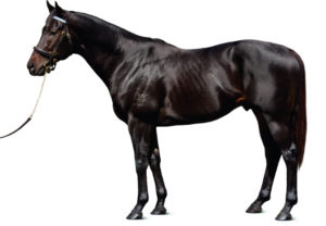 Denman (Stallion image: Darley Stud)