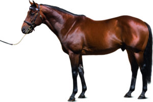 Reset (Stallion image: Darley Stud)